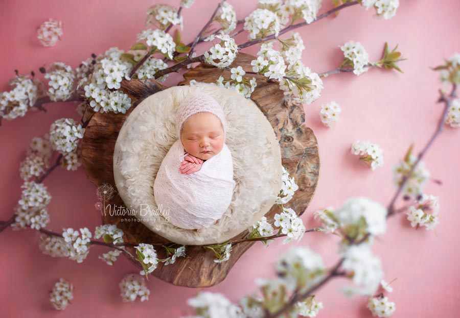 blossom, pink, white, newborn baby